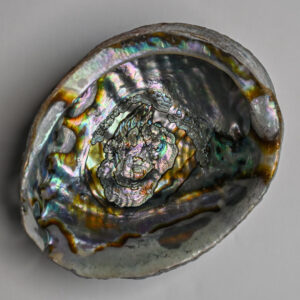 Abalone Shell (5-6 Inches)